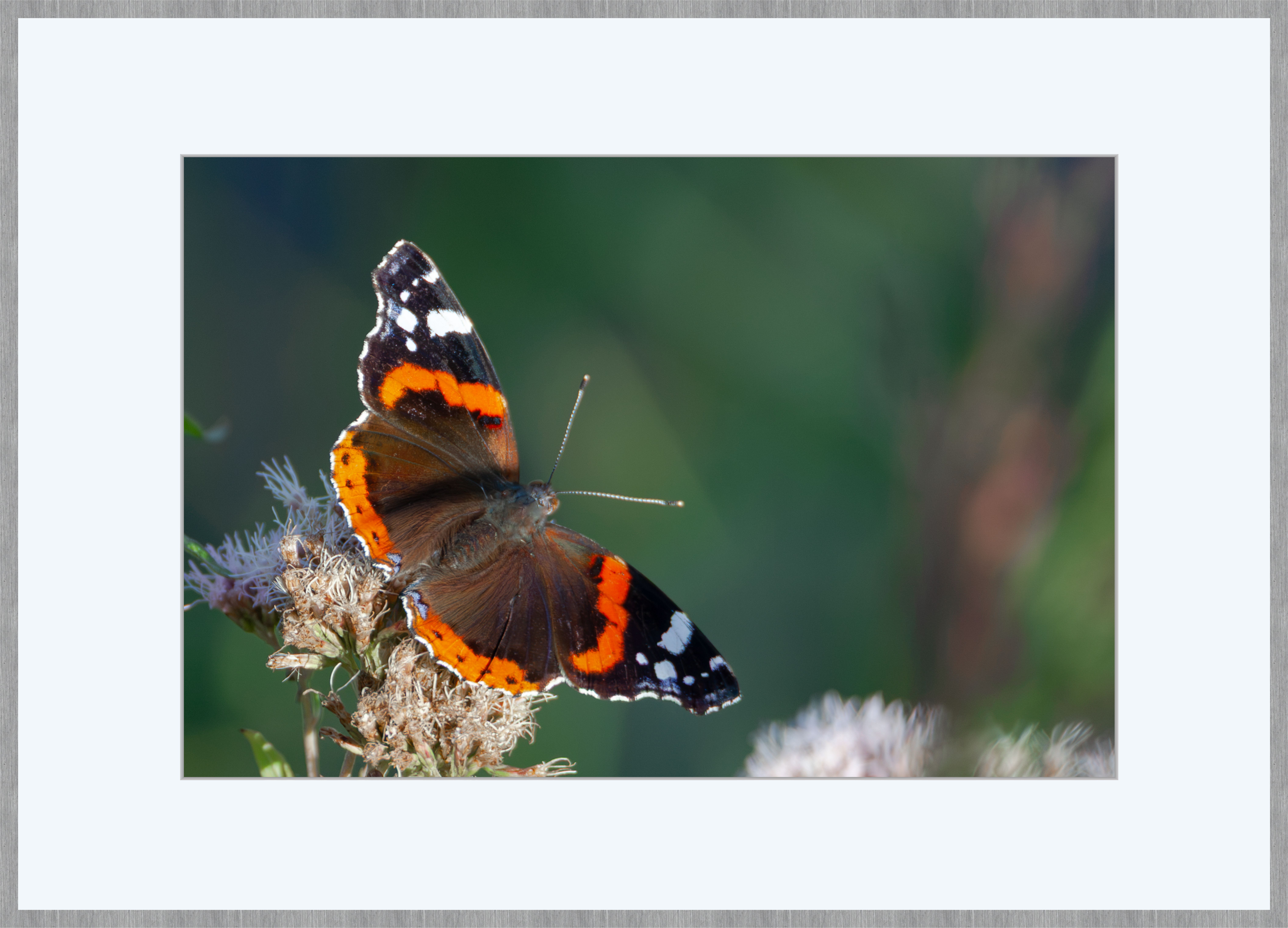 Schmetterling Admiral